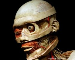 Продам трупы. Недорого.
Великий Франкенштейн современности, Гюнтер фон Хагенс, прославившийся своим мастерством делать чучела из людей снова откровенно издевается над моралью. 
Теперь чокнутый профессор решил открыть Интернет-лавку своих творений. Вниманию покупателей представлены легкие с раковой опухолью, голова без мозга, кусок руки и другие ошметки человеческих тел. Так что если вы решили кардинально изменить приевшийся интерьер своей гостиной или кухни   можете что-нибудь подобрать. 
Если вы богатенький Буратинко, можете себе позволить приобрести целый труп   он обойдется где-то тысяч в 70-75, или даже купить композицию из нескольких жмуриков. Ну, а для простых рабочих, которым такие декорации не по карману, есть бюджетные предложения   голова за 22 тыс. у.е., кусок руки за 15 тыс. или мозг за 12 тысяч. Нельзя сказать, что покупка трупов   абсурдное вложение денег. Так, по крайней мере, у Гюнтера вы купите качественный материал, пропитанный стойким силиконом, а у его конкурентов   студентов-медиков там, или судмедэкспертов, максимум на что можно рассчитывать   плохо заформалиненные полуразложившиеся останки. Так что если вдруг вы раскинете своим хилыи извращенским умишкой и решитесь таки на смелую покупку   покупайте у фон Хагенса.

А, кстати, для милых дам на полках труполавки можно подобрать красивые сережки, сделанные из мужских пенисов, а также бусики из человеческих костей. Проклятый всеми церквями пластинатор находит прекрасное даже в чудовищных деталях. И вам от души советует.

Взято Бусинки - энциклопедия самого интересного.