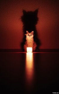 Ночь. трасса. дождь. и пятеро котят