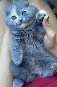 Когда я был котёнком: коты воссоздают свои детские фото