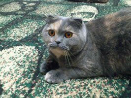 Когда я был котёнком: коты воссоздают свои детские фото