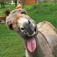 Смешные комментарии и высказывания из социальных сетей