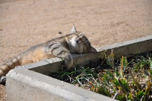 25 фотографий котов, которые любят тепло больше всего на свете