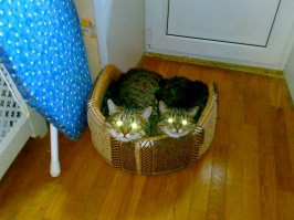 У меня дети выросли с кошками, теперь их нет((