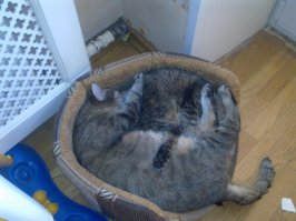 У меня дети выросли с кошками, теперь их нет((