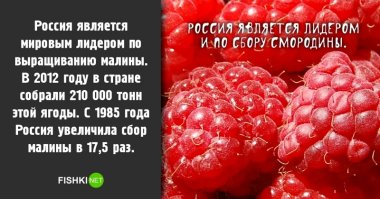 Так малина или смородина?