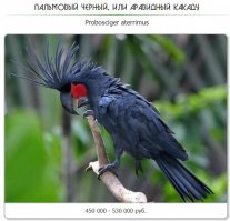 Охереть, сколько птичка такая стоит!!!!