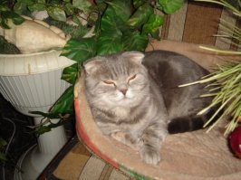 Кот породы нагломордо-всёсожрабельная. Тоже редкий... хам.