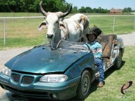 Рассказу этому лет 10, но все равно забавно его читать)
А судя по фото, по следам Коляна пошло немало любителей говядины)))