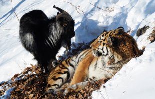 Кошка навестила родственника за решеткой