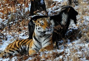 Кошка навестила родственника за решеткой