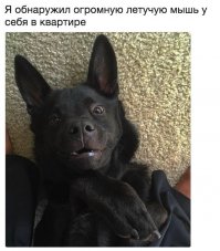 Эта фотоподборка изменит ваше мнение о летучих мышах!