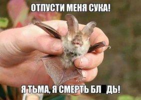 Эта фотоподборка изменит ваше мнение о летучих мышах!