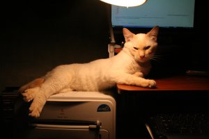 25 фотографий котов, которые любят тепло больше всего на свете