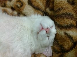 25 фотографий котов, которые любят тепло больше всего на свете