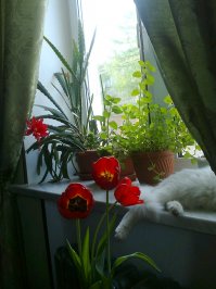 25 фотографий котов, которые любят тепло больше всего на свете