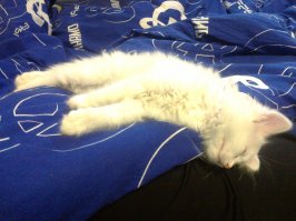 25 фотографий котов, которые любят тепло больше всего на свете