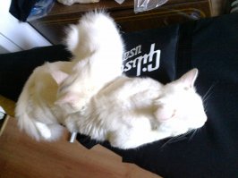 25 фотографий котов, которые любят тепло больше всего на свете