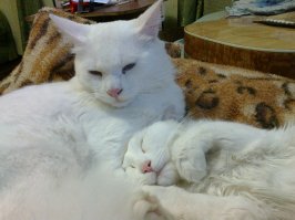 25 фотографий котов, которые любят тепло больше всего на свете