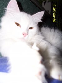 25 фотографий котов, которые любят тепло больше всего на свете