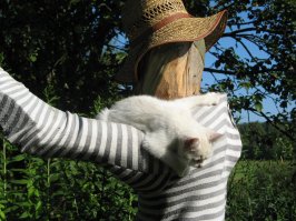 25 фотографий котов, которые любят тепло больше всего на свете