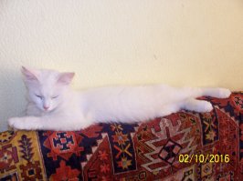 25 фотографий котов, которые любят тепло больше всего на свете