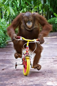 Велосипедист с Гелендвагенами перекрыл улицу в Краснодаре