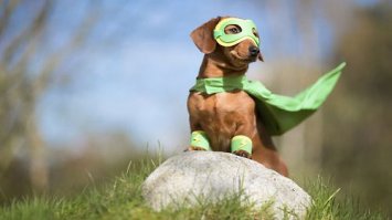 Пес вернулся домой после исчезновения на день с запиской о своих героических поступках!