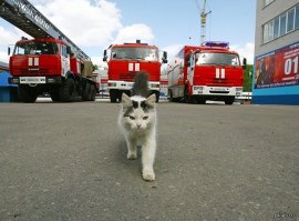 Помощник пожарных кот Микки носил каску и умел скатываться по шесту