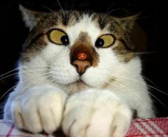 Косой - самый косой кот на на Земле!