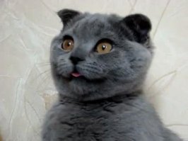 Знакомьтесь, очаровательный кот Рекси - обладатель самого гибкого языка