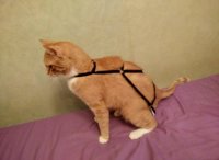 Кот ещё долго будет в шоке...