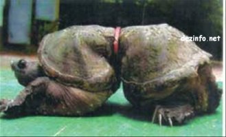 Щука, - это мелочи! Вот вам фото черепахи: