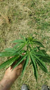 она и техническая бывает. сажай не хочу. у меня в этом году около работы целое поле.