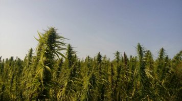 она и техническая бывает. сажай не хочу. у меня в этом году около работы целое поле.