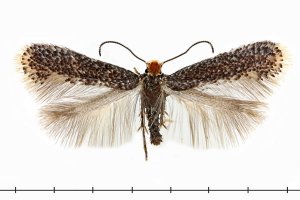 пост ни о чем, по сути. часть "рекордом" можно оспорить