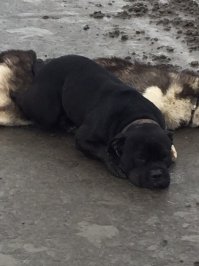 "Лежит на мертвой собаке": жители Югры поделились фотографиями трагического происшествия.
Фотографиями трагического происшествия, произошедшего в Нефтеюганске, поделились югорские пользователи. 
Сегодня, первого ноября, жительница города обратилась к землякам с сообщением о собаке, обнаруженной на одной из улиц. 
- В районе  Светланы  лежит и дрожит отличный пес, на мертвой собаке, - сообщила женщина. - Картина ужасная! 
По ее словам, обе собаки домашние, породистые, в ошейниках. Они могли потеряться или убежать, и побег из дома закончился трагедией. 
Вероятно, одну из собак сбила машина, в результате чего пес погиб. Вторая собака осталась рядом. Пользователи попросили людей, которые знают о местонахождении хозяев животных, сообщить им о случившемся.