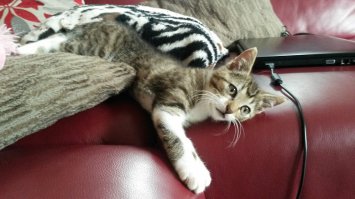 Тоже из приведёнышей дикой кошкой