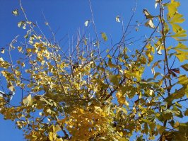 Очень красивое дерево. У себя в деревне посадил, теперь у мня каждую осень такая вот личная красота. Оно еще и жутко леченое кстать.