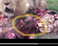 А чьи потроха то? На видео прям скальп появился.