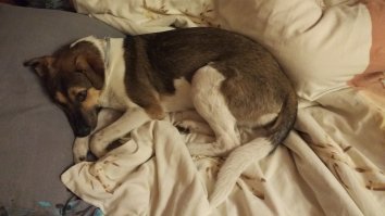 Это мой :) У него тоже было тяжелое детство  его даже усыпить хотели  Пока мылся - занял мое место на кровати, обормот :) И морда такая жалостливая - пожалейте, дескать, сиротинушку :)