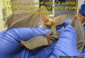 Это разве мышки? Это большей частью летучие собаки, можно сказать, няшки. Вот - мышки!