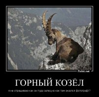 Горным козлам неведома боязнь высоты