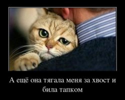 Мяу!!! С надписями!