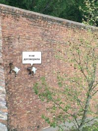 Горным козлам неведома боязнь высоты