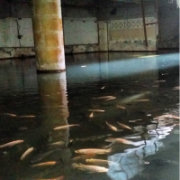 А вот и рыба.