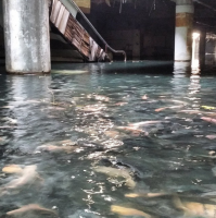 А вот и рыба.