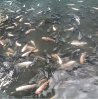 А вот и рыба.