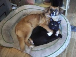 Кошки и собаки под одной крышей: 15 милейших фотографий