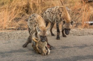 Снимки National Geographic
