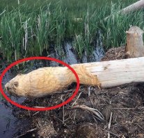 Я один здесь автопортрет бобра вижу?